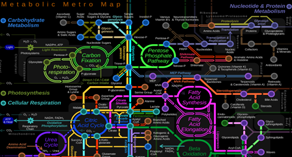 ALTERAZIONI DEL METABOLISMO